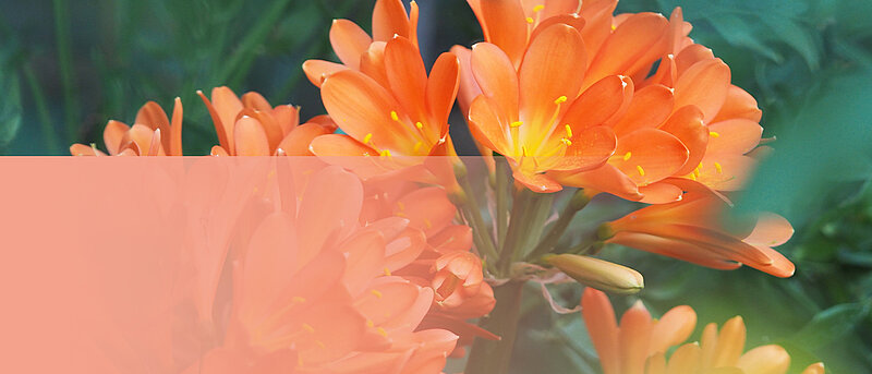 NĀC UZ PALMU MĀJU!