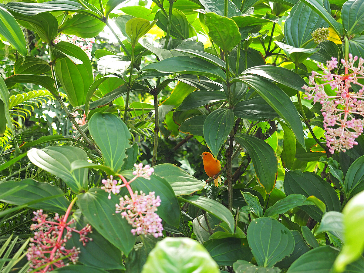 LU Botāniskā dārza Tropu tauriņu māja