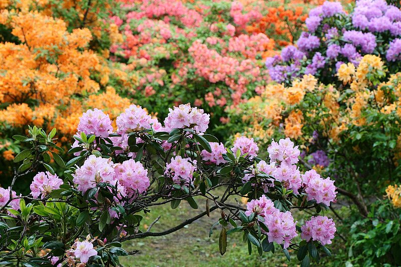 Tuvākajās dienās sagaidāms rododendru pilnzieds. FOTO GALERIJA