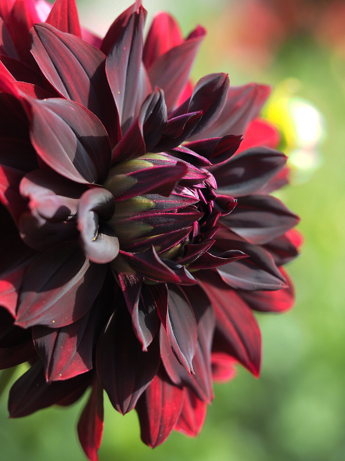 Dālija 'Hollyhill Black Beauty' LU Botāniskā dārza kolekcijā