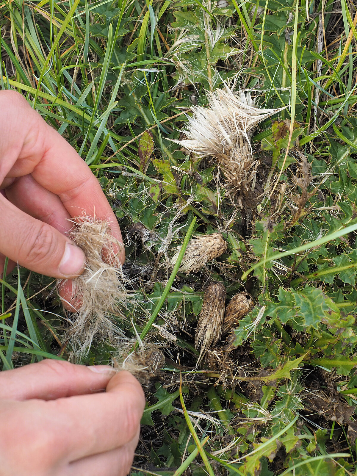 zemā dadža sēklas ievāktas, lai papildinātu zālāja ekspozīciju.