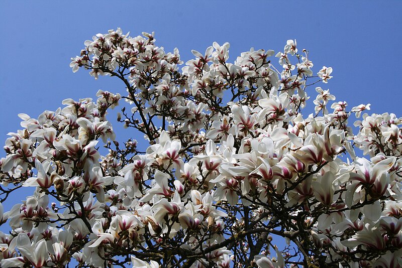 Magnoliju pilnzieds gaidāms šajā nedēļas nogalē
