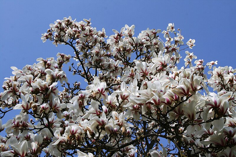 Magnoliju pilnzieds gaidāms šajā nedēļas nogalē