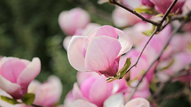 Zied magnolijas!
