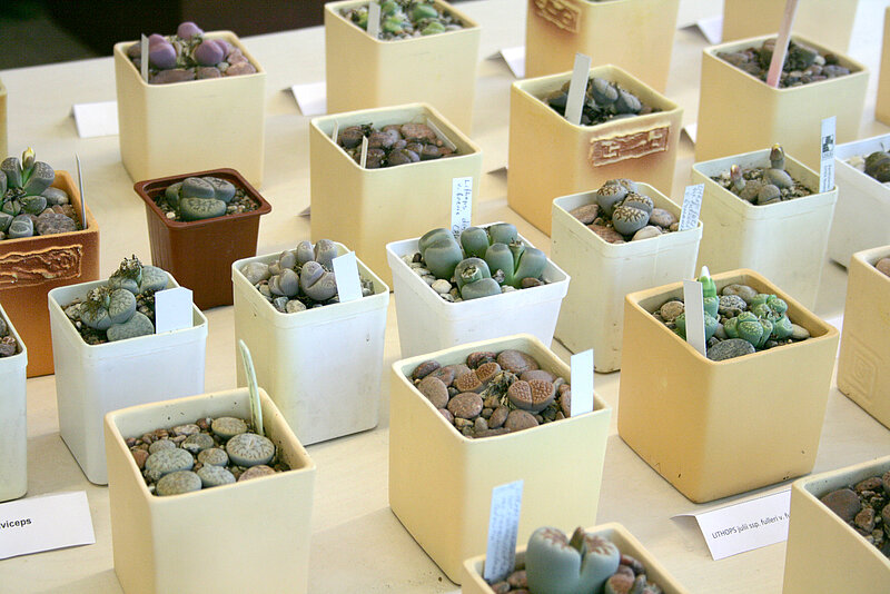 Kaktusi un supersukulenti - dzīvie akmeņi