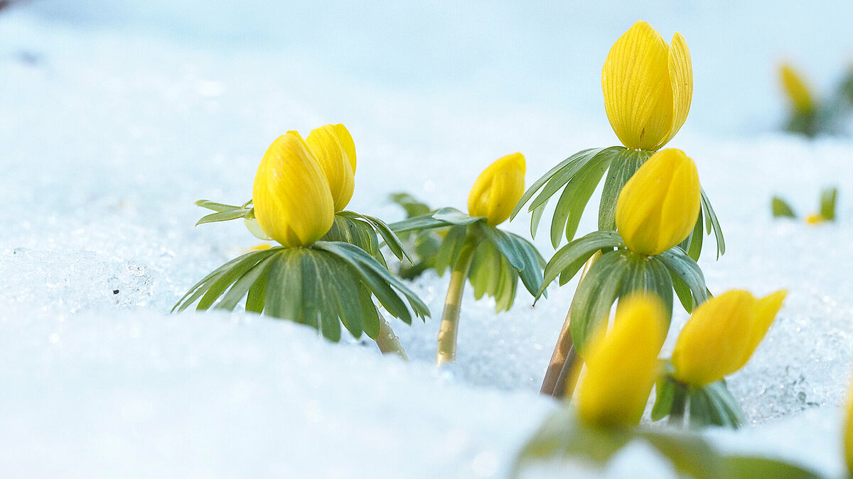 Eranthis Salisb. – erantes ir efemeroīdi no Dienvideiropas. Ģintī ir 4 sugas. Pie mums uzzied februārī–martā un zied aptuveni vienu mēnesi. Sēklas nogatavojas maijā un izbirst no sausas pogaļas turpat pie mātes auga. Veģetāciju izbeidz jūnija otrā pusē.