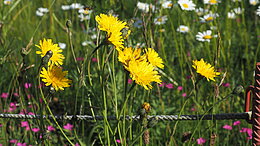 Iepazīsties - Leontodon hispidus jeb matainā vēlpiene. Daudzgadīgs lakstaugs no kurvjziežu dzimtas (Asteraceae), ko bieži var satikt zālājos, pļavās, mežmalās un atmatās.