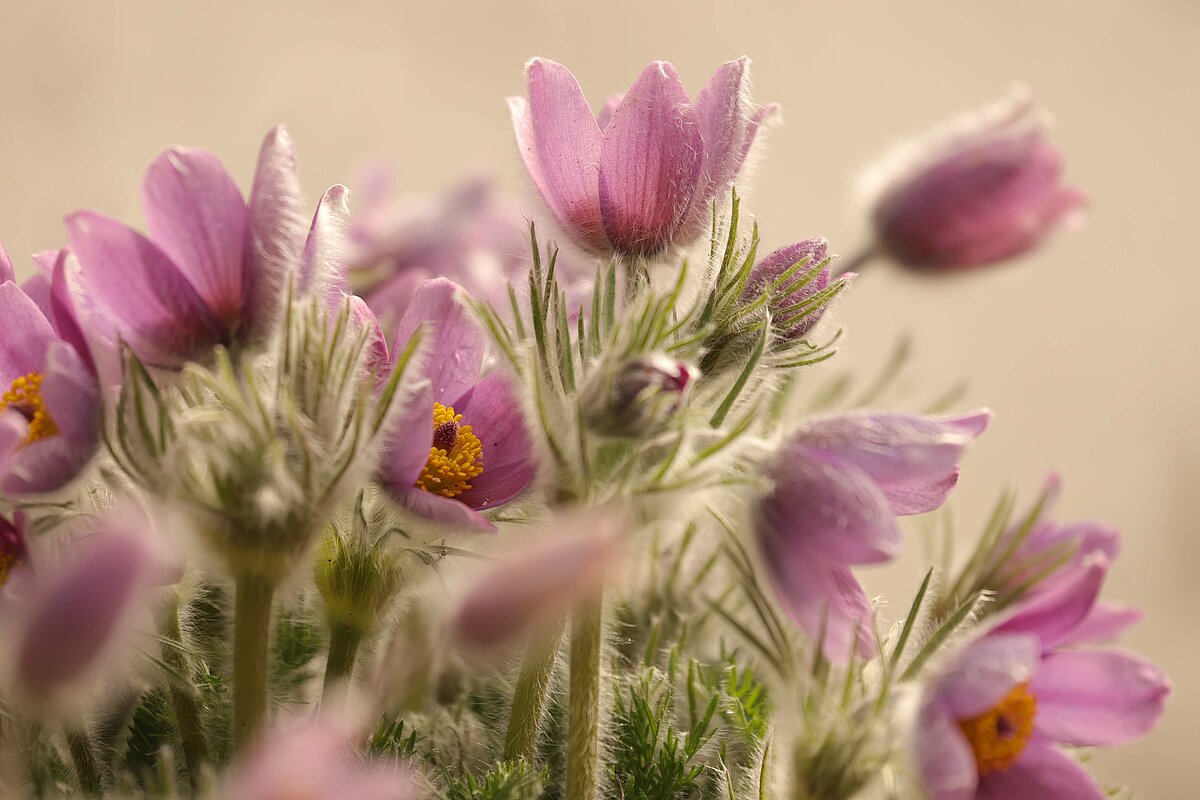 Foto: Krišjānis Libauers