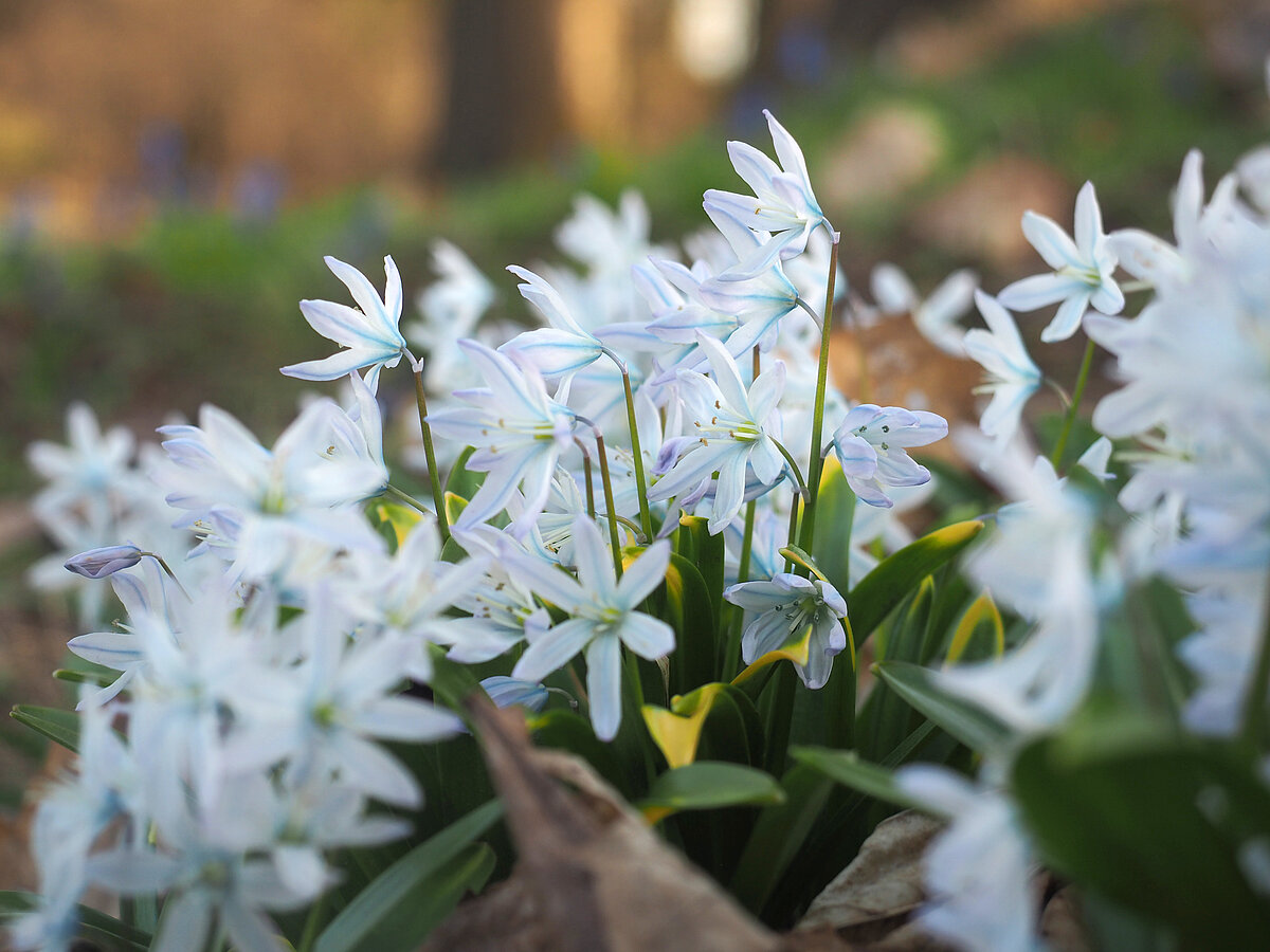 Miščenko zilsniedzīte (Scilla mischtschenkoana). Foto: Lauma Ķeire, LU Botāniskais dārzs