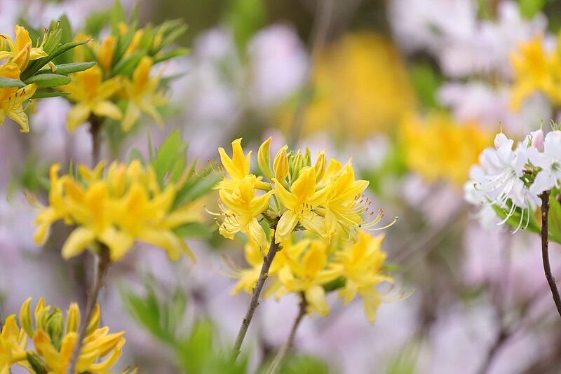 The rhododendron blooming season has begun