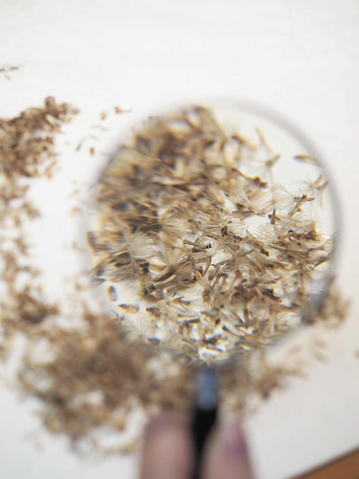 Reizēm nepieciešama lupas palīdzība.