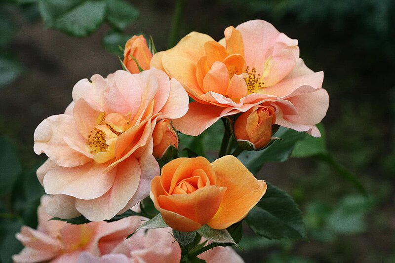 Roses are blooming in the botanical garden